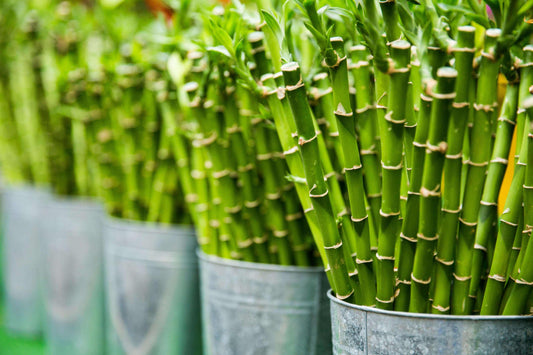 Bamboo vs. Synthetic and Cotton: A Better Choice for the Environment