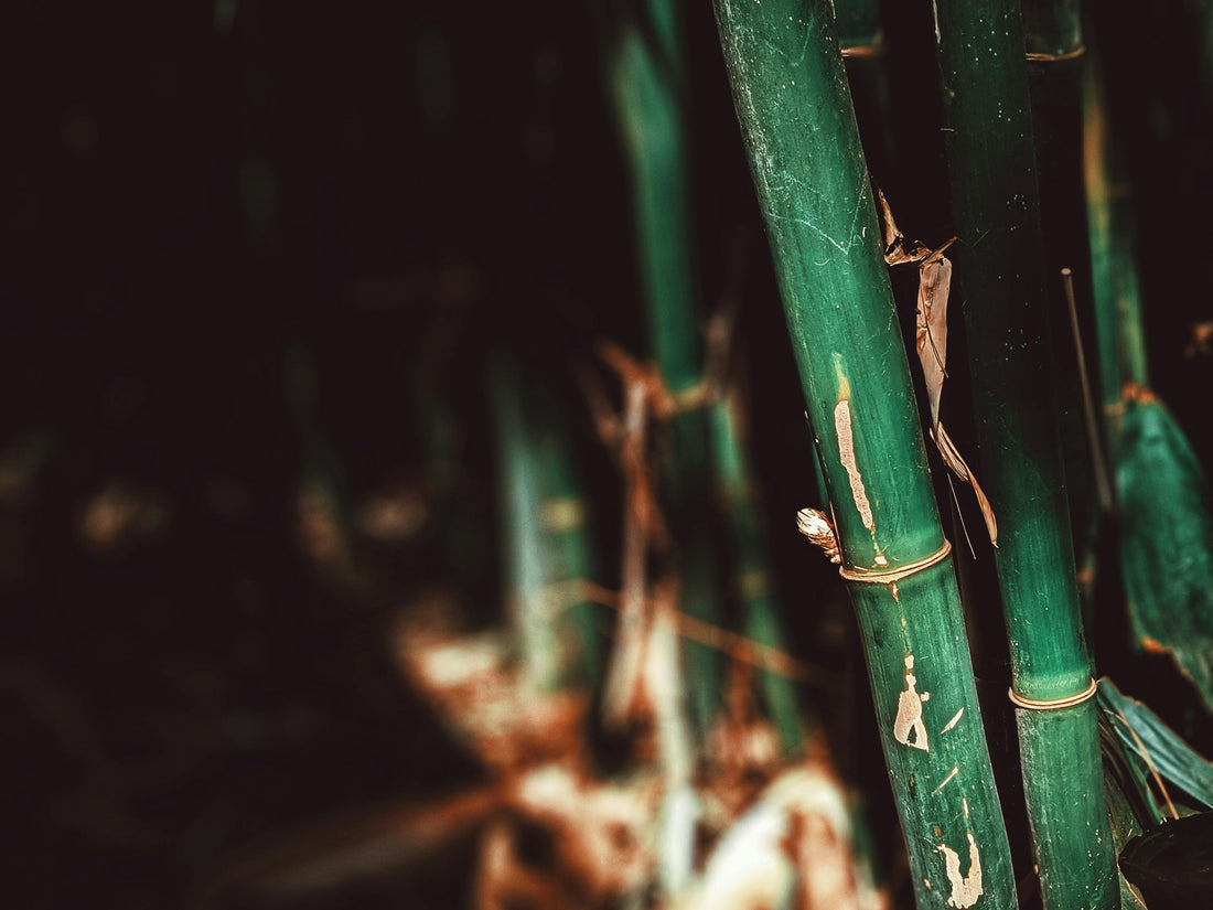 Close-up of vibrant green bamboo stalks with natural texture and markings, surrounded by a soft, blurred background of foliage, evoking a serene and organic atmosphere